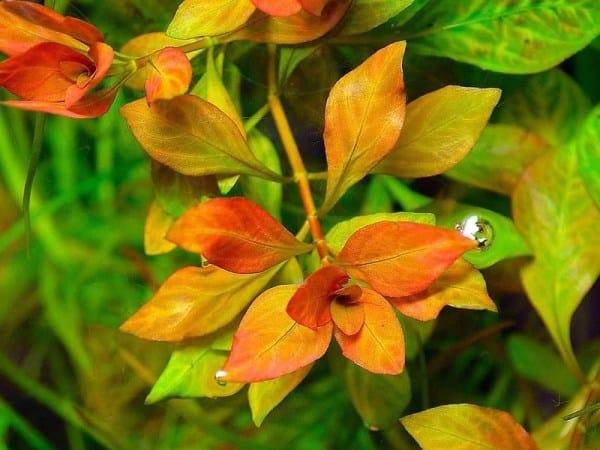 Ludwigia "Atlantis"
