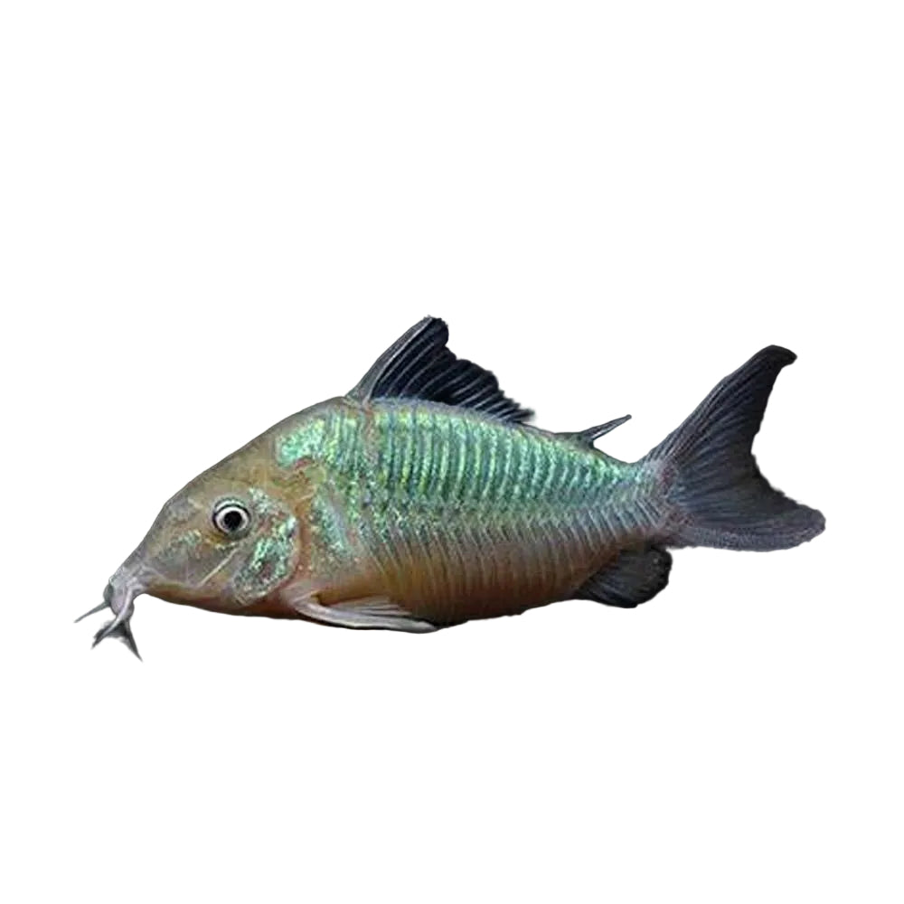 Brochis / Emerald Corydoras