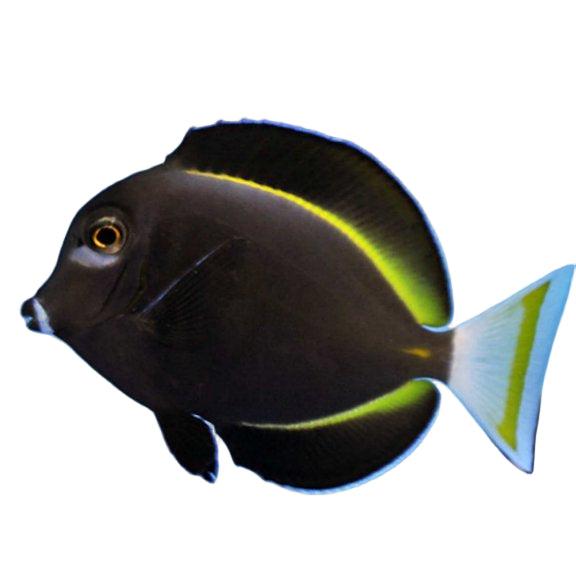 White Cheek Tang