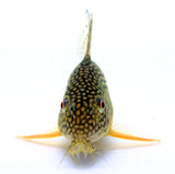 Sterbai Cory - photo 2