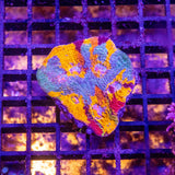 WYSIWYG Weekly Uploads - Coming Soon - photo 1
