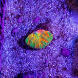 WYSIWYG Weekly Uploads - Coming Soon - photo 4
