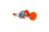 Dumbo Ear Santa Claus Guppy - photo 3