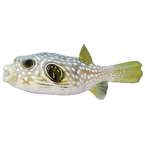 Pufferfish apex aquatics melbourne australia