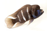 Frontosa Burundi Cichlid - photo 2