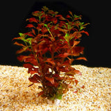 Ludwigia Glandulosa - photo 2
