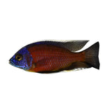 Redfin Kadango Cichlid - photo 1