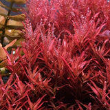 Rotala Blood Red - photo 1