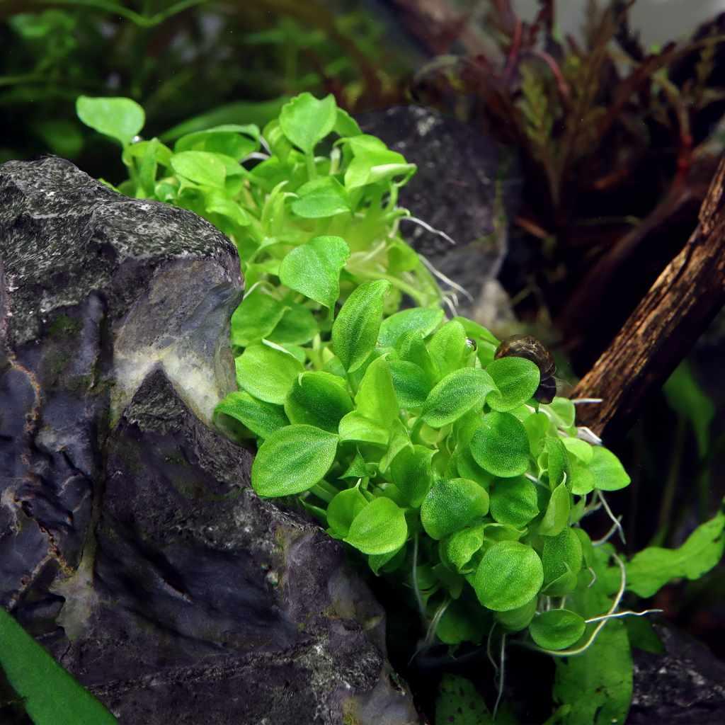 Schismatoglottis prietoi