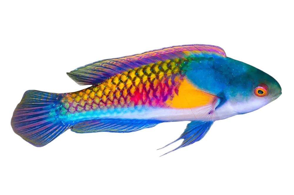 Yellow-Flanked Fairy Wrasse
