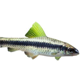 Siamese algae eater - photo 3