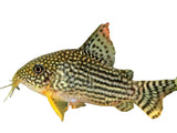Sterbai Cory - photo 1