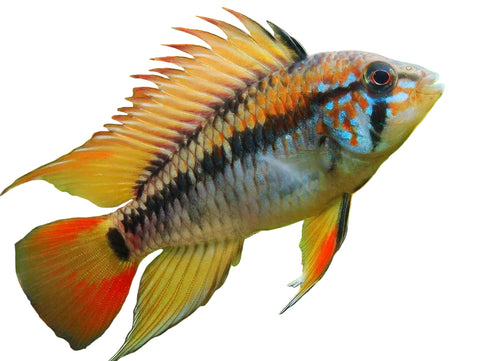 Apistogramma Viejita Red Neck (Pairs)