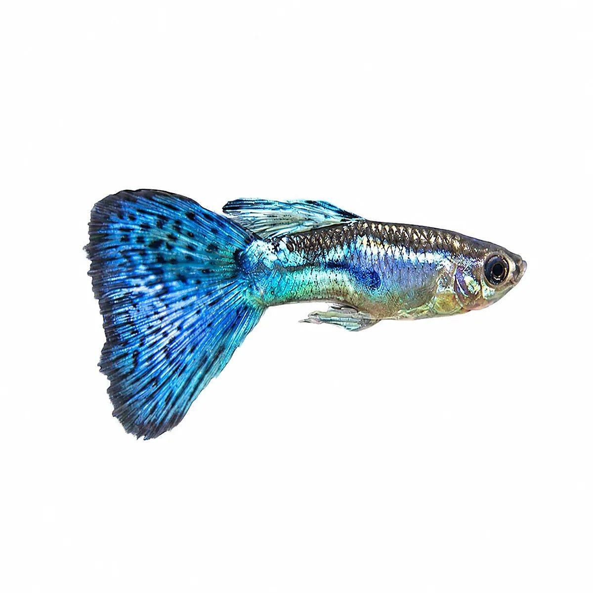 Blue Mosaic Guppy