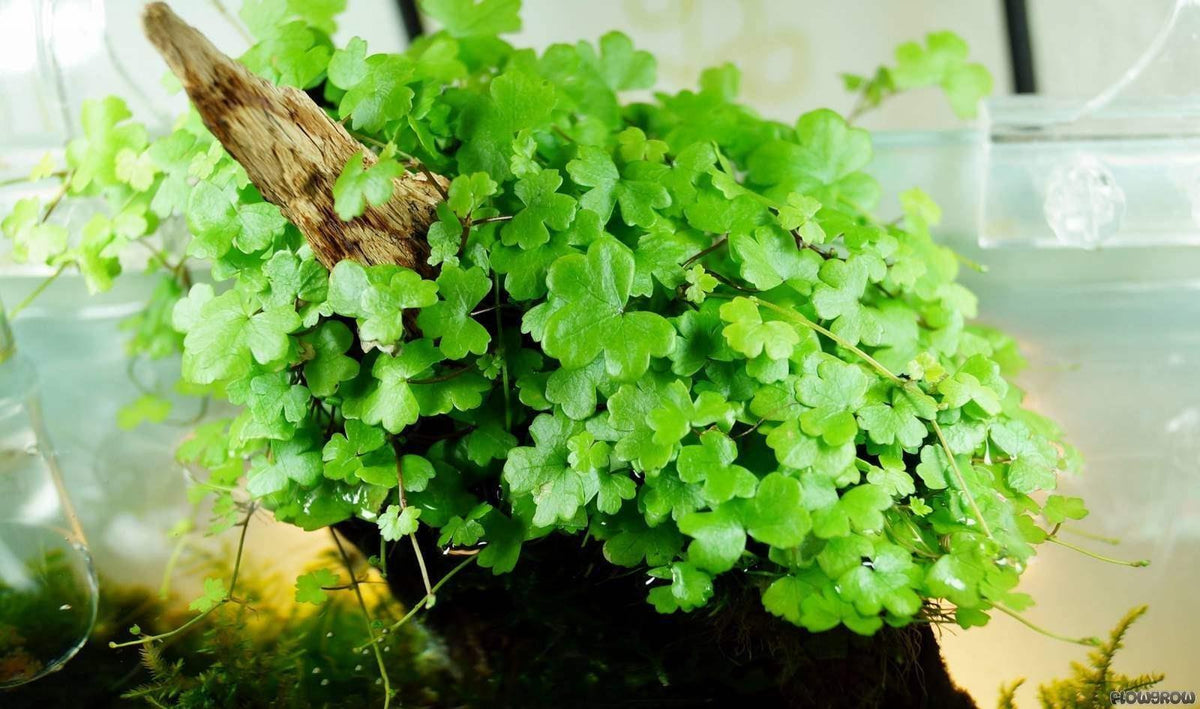 Hydrocotyle Tripartita 'Japan'