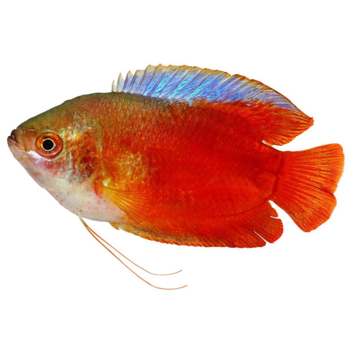 Flame Dwarf Gourami