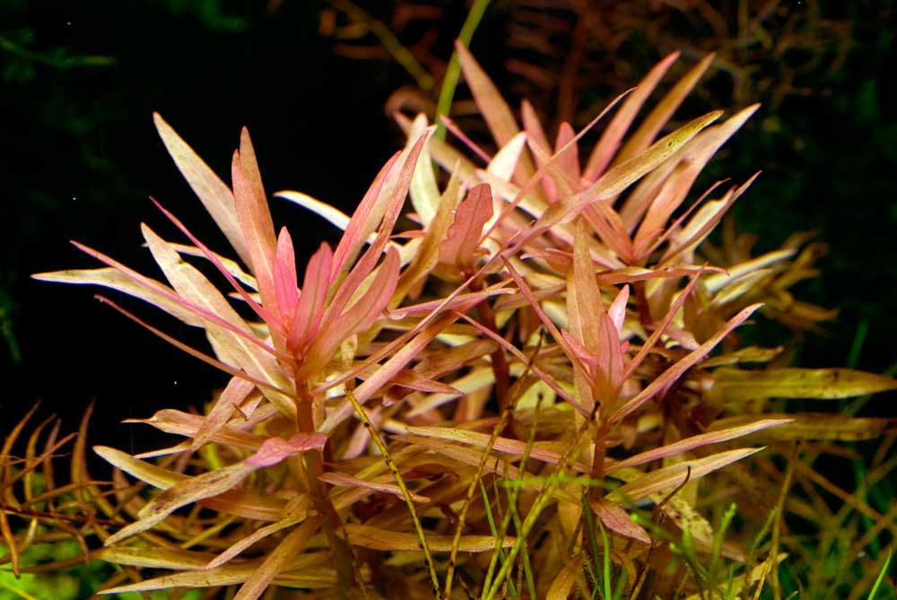 Ammania Gracilis