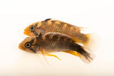 Apistogramma Panduro (Pairs) - photo 2