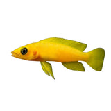 Yellow Leleupi Cichlid - photo 2