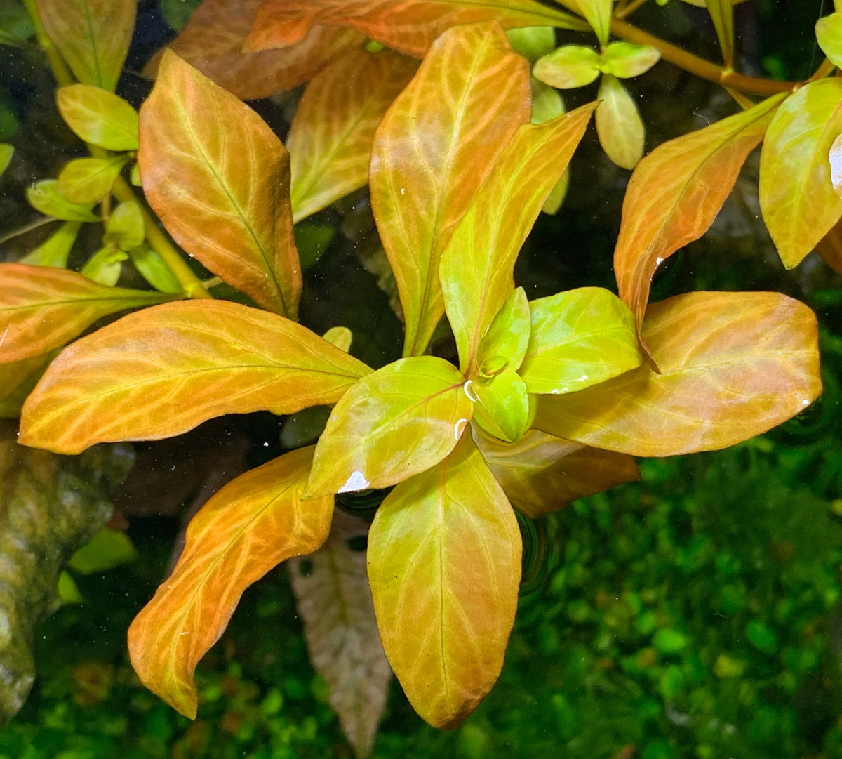 Ludwigia Atlantis 'Dark Orange'