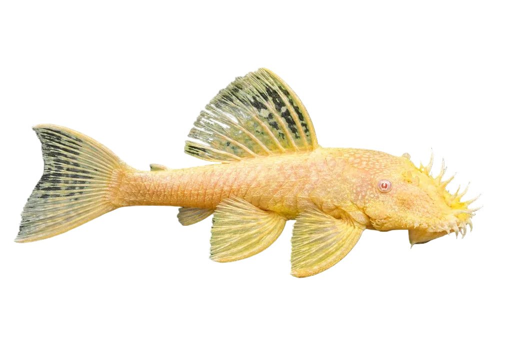 Albino Bristlenose Catfish - Apex AquaticAlbino Bristlenose Catfish