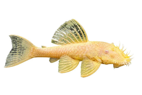 Albino Bristlenose Catfish - Apex AquaticAlbino Bristlenose Catfish