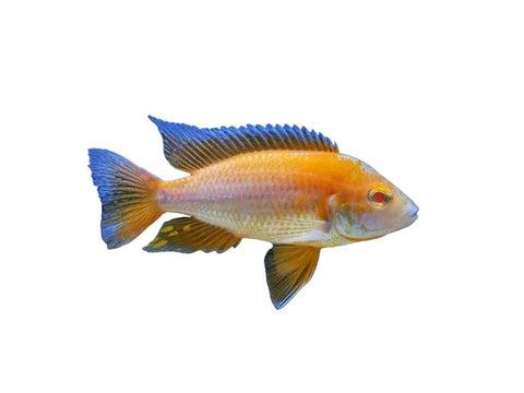 Albino Eureka - Apex AquaticAlbino Eureka