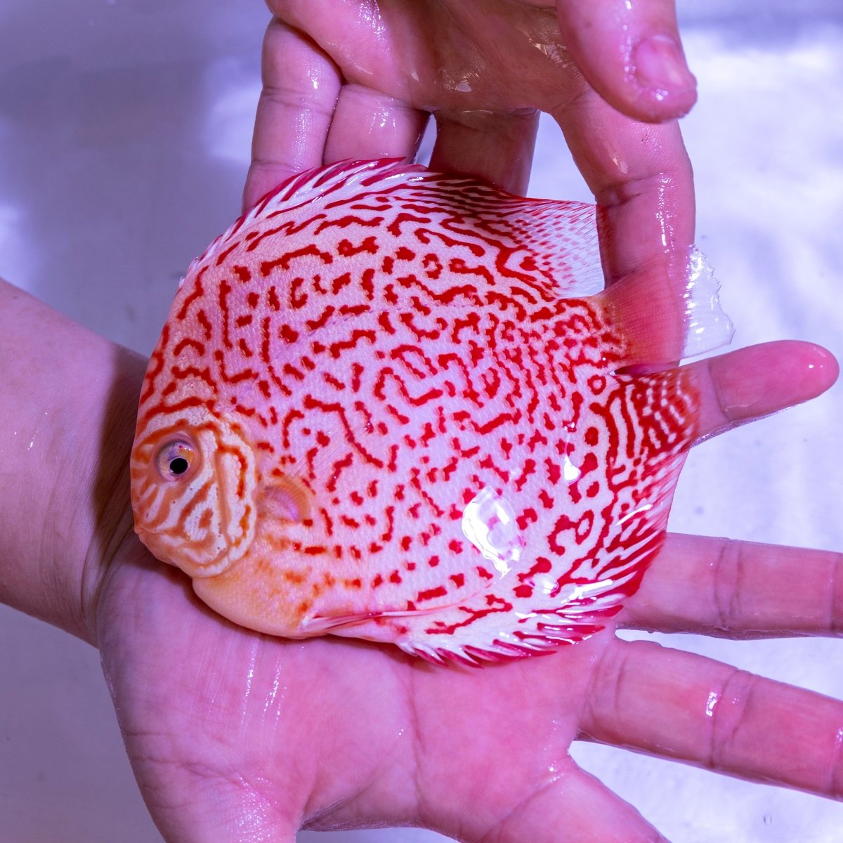 Albino Leopard Discus - WYSIWYG Disc0014 - Apex AquaticAlbino Leopard Discus - WYSIWYG Disc0014
