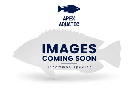 Albino Polystigma - Apex AquaticAlbino Polystigma