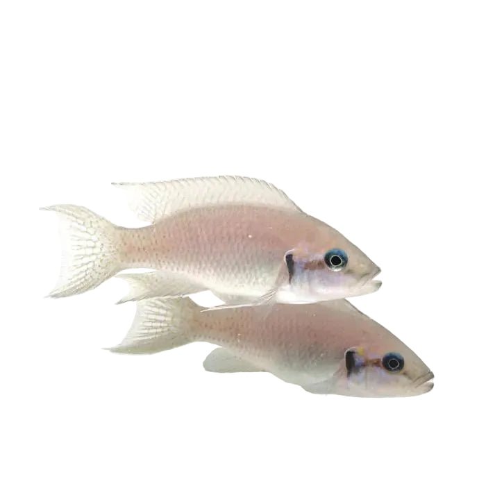 Albino Princess Cichlid - Apex AquaticAlbino Princess Cichlid