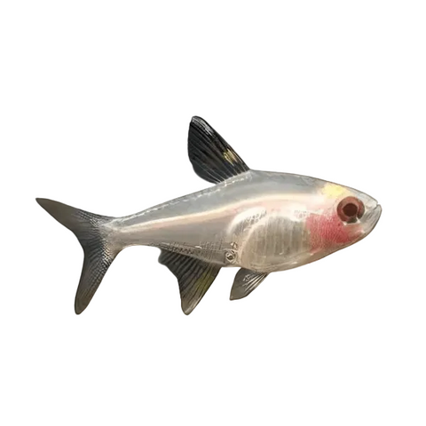 Albino Pristella Tetra