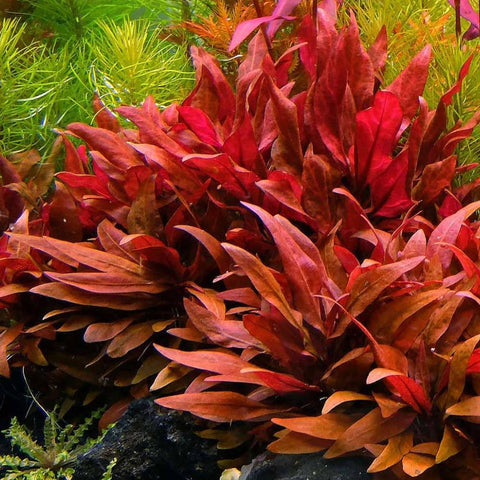 Alternanthera Reineckii Red - Apex AquaticAlternanthera Reineckii Red
