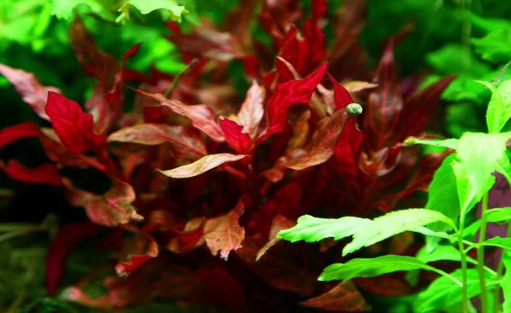 Alternanthera Reineckii ‘Rosanervig’ - Apex AquaticAlternanthera Reineckii ‘Rosanervig’