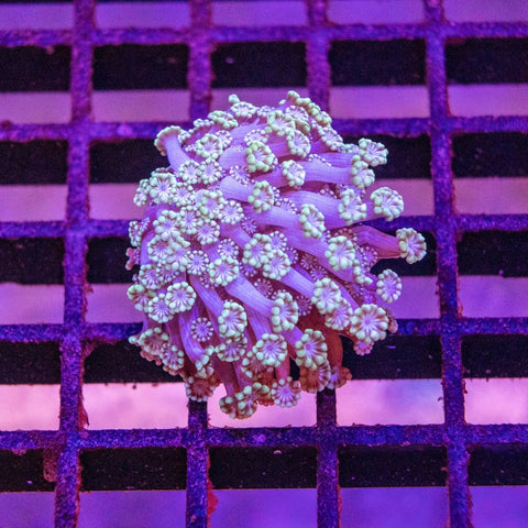 Alveopora - Apex AquaticAlveopora