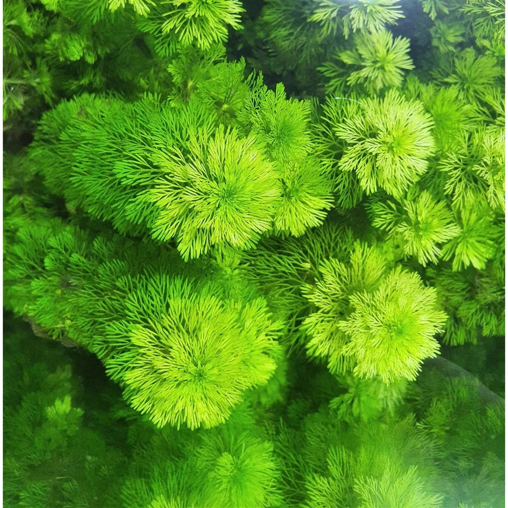 Ambulia - Apex AquaticAmbulia