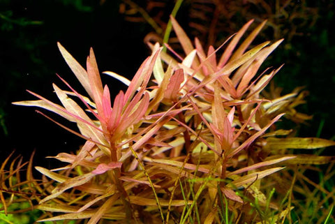 Ammania Gracilis - Apex AquaticAmmania Gracilis