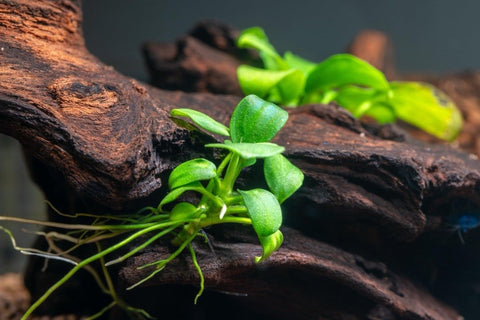 Anubia Nana Petite - Apex AquaticAnubia Nana Petite