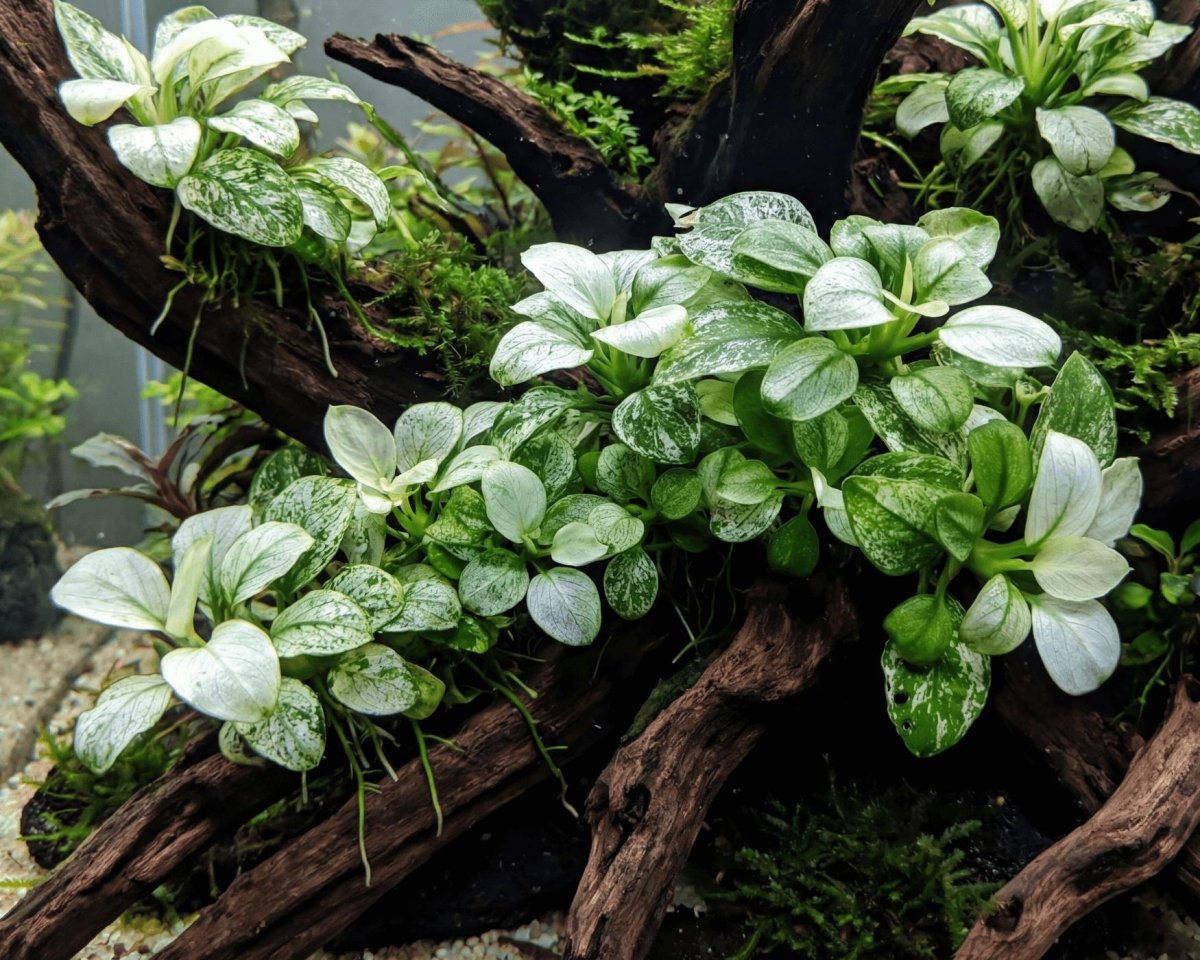 Anubias Pinto - Apex AquaticAnubias Pinto
