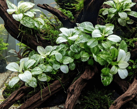 Anubias Pinto - Apex AquaticAnubias Pinto