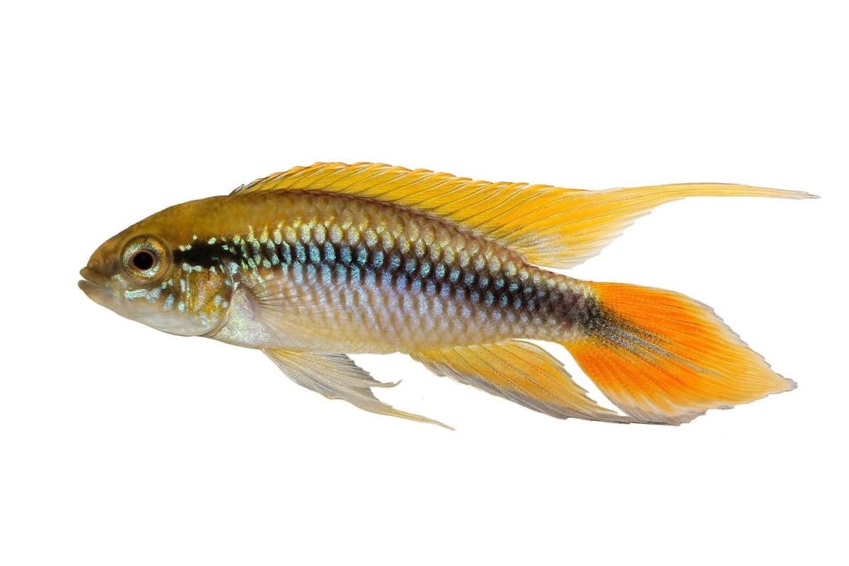 Apistogramma Agassizii (Pairs) - Apex AquaticApistogramma Agassizii (Pairs)