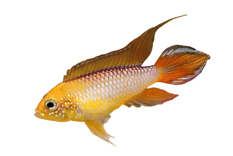 Apistogramma Fire Gold (Pair)