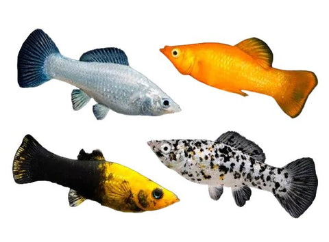 Assorted Molly - Apex AquaticAssorted Molly