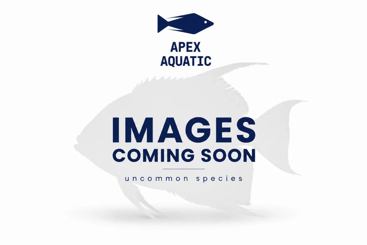 Azysron Damsel - Apex AquaticAzysron Damsel