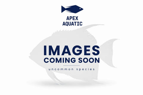 Azysron Damsel - Apex AquaticAzysron Damsel