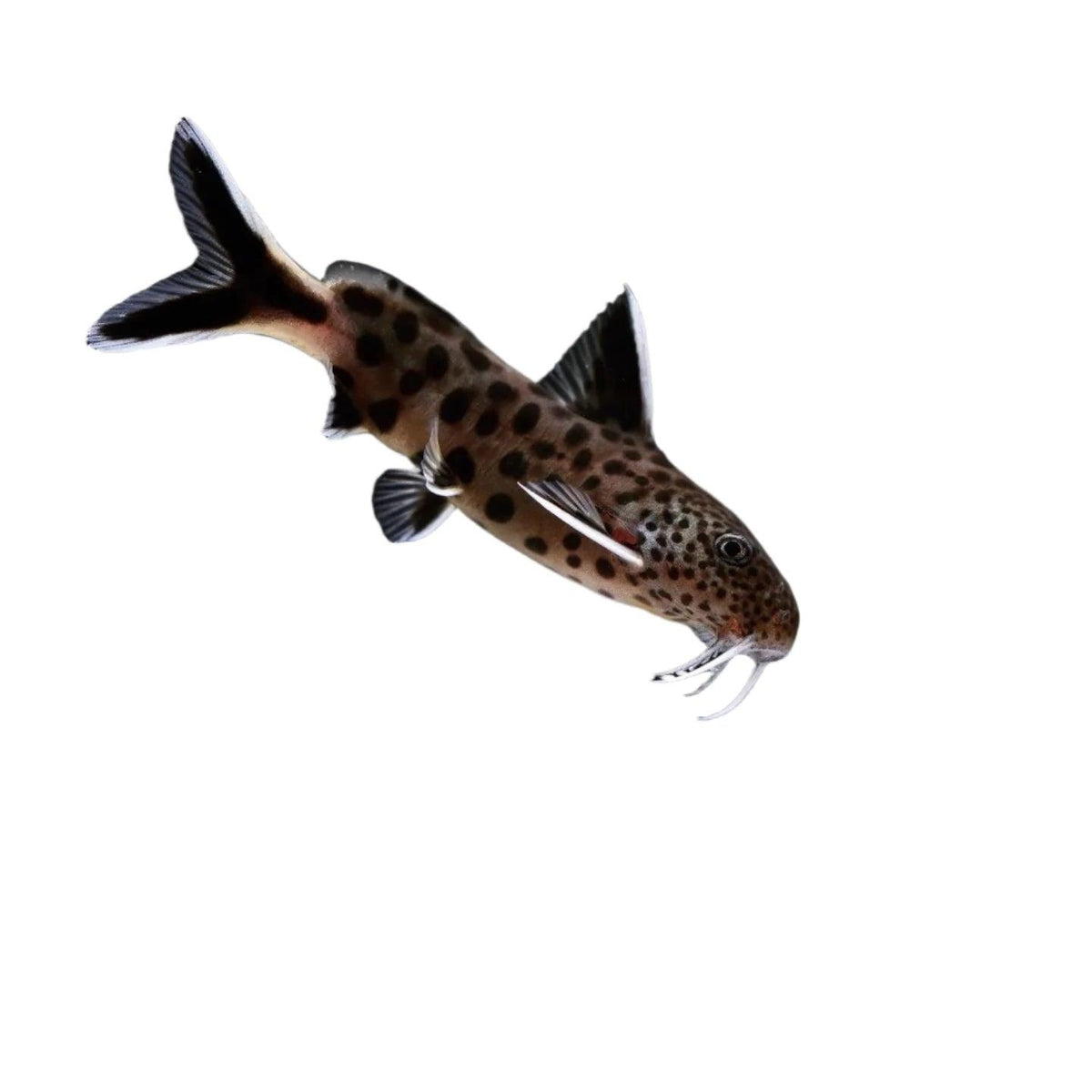 Petricola Catfish