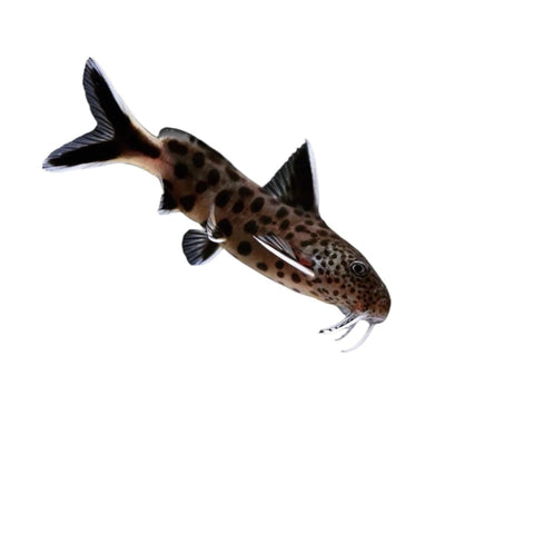 Petricola Catfish