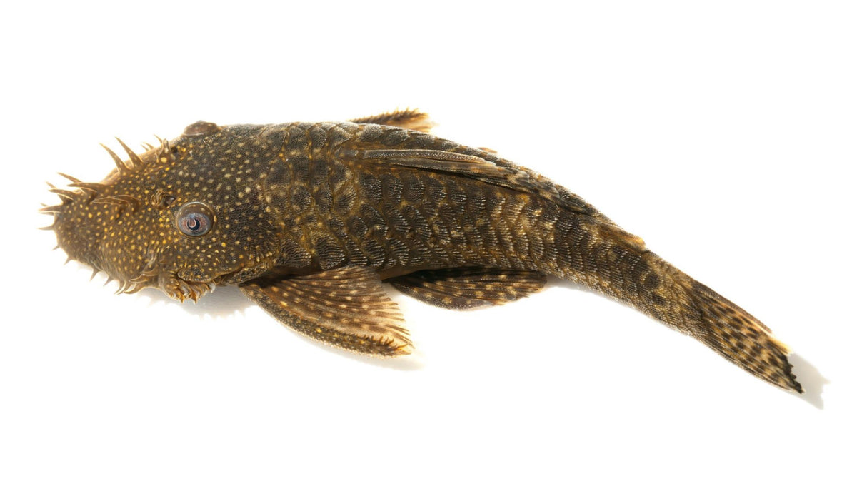 Bristlenose Catfish