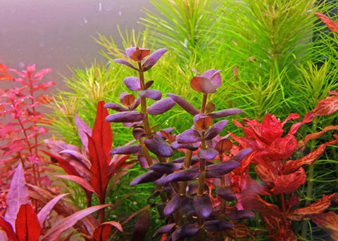 Bacopa salzmannii 'Purple' - Apex AquaticBacopa salzmannii 'Purple'