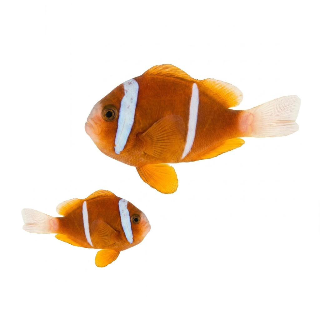 Barrier Reef Clown