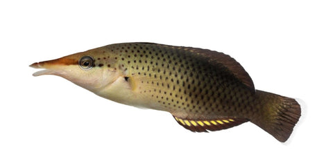 Birdnose Wrasse - Apex AquaticBirdnose Wrasse